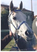 les chevaux